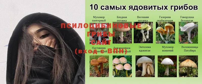 Галлюциногенные грибы Psilocybe  Белёв 